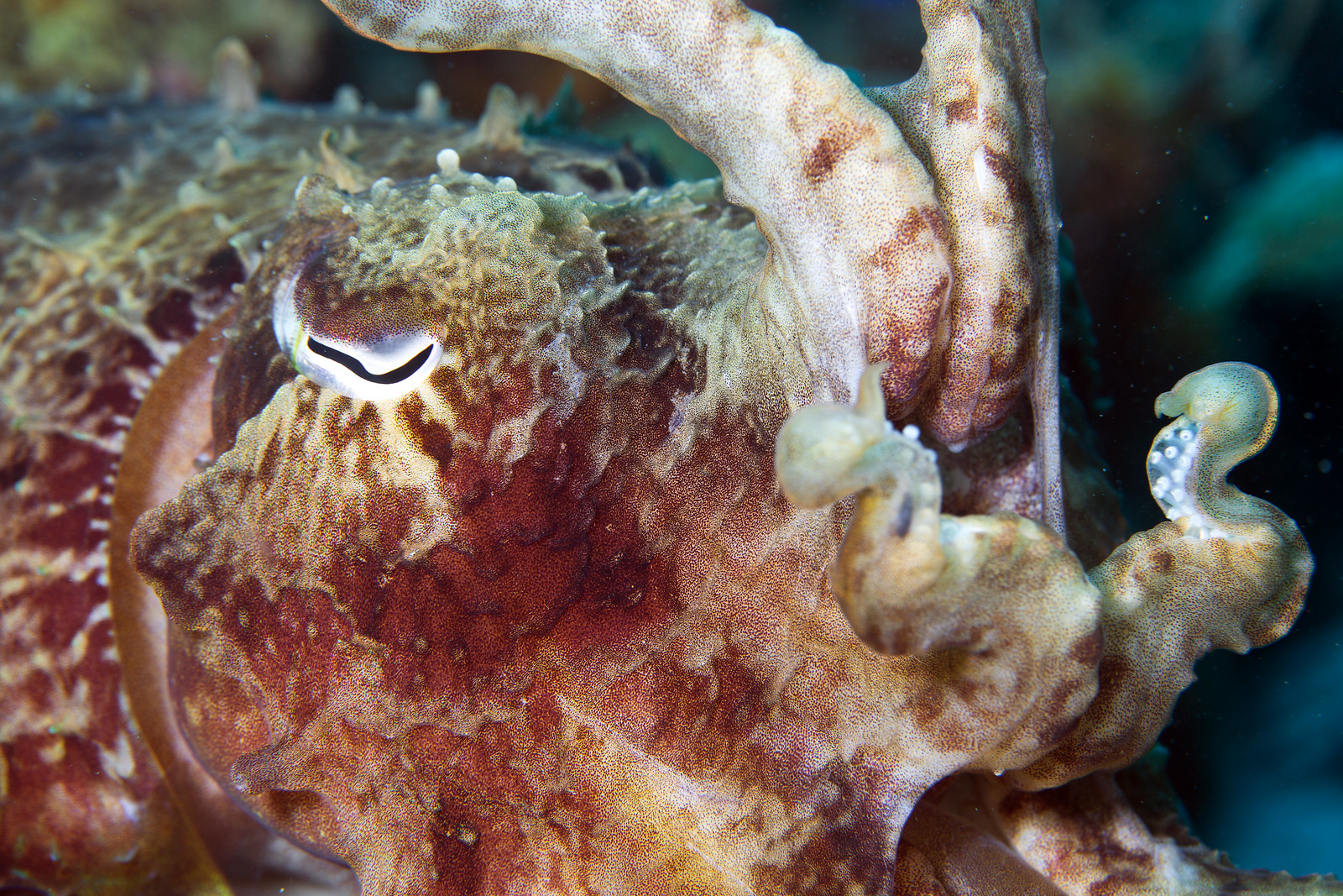 Broadclub Cuttlefish Species Profile | Sepia Latimanus - CoralRealm