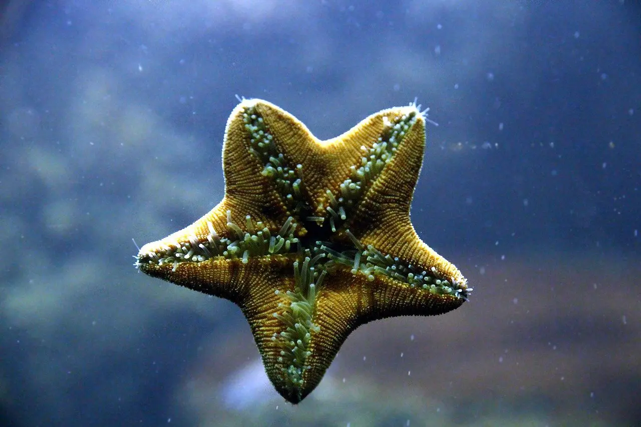 Starfish do not have arms, but a five-pointed head, study says
