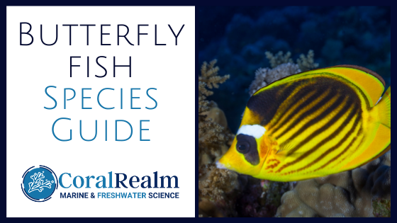 Butterfly Fish: Species Info, Habitat & Care Guide - CoralRealm