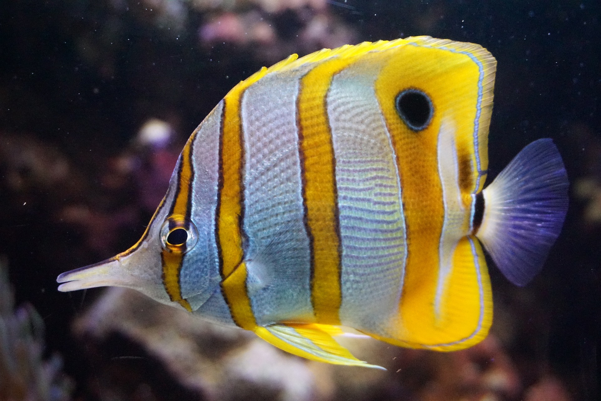 Желтая Тропическая рыба