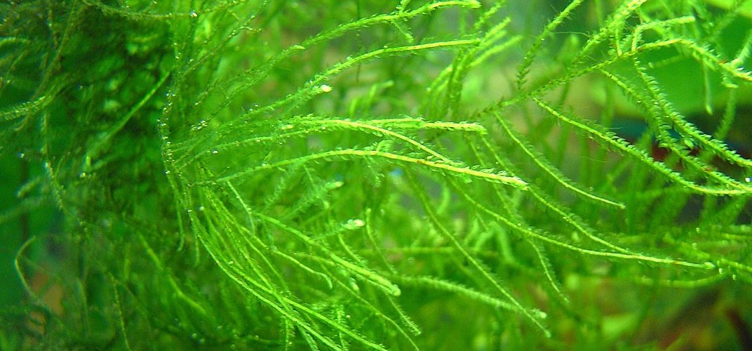 Java Moss - Easy Live Fresh Water Aquarium Plants 