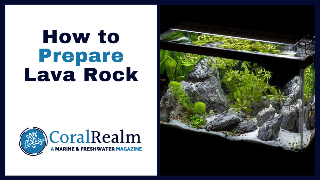 Gloed Smederij seinpaal Aquarium Lava Rock - Guide & Preparation - CoralRealm