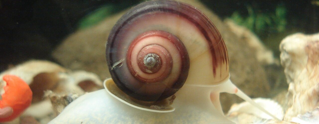 The red racer snail (Vittina waigiensis), the world most beautiful